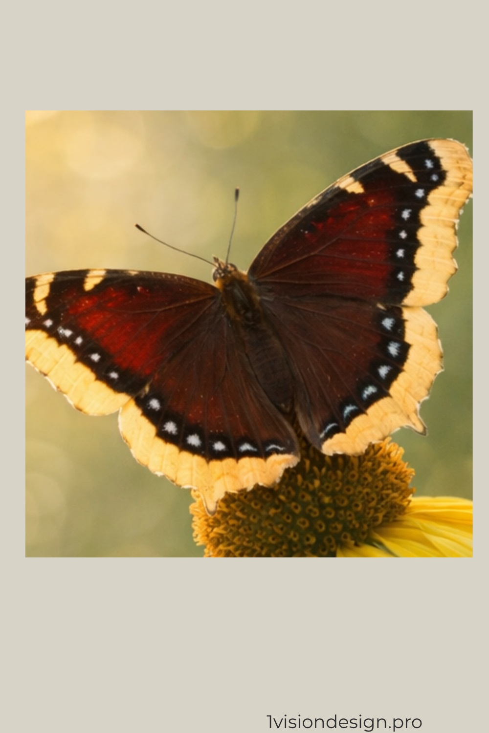 _ OVD_Butterfly_Detail_Square_pin_Mourning Cloak_1000x1500px.png.png