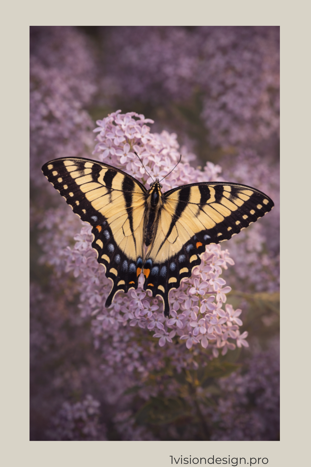 _OVD_Butterfly_Hero_Vertical_pin_Tiger Swallowtail_1000x1500px.png.png