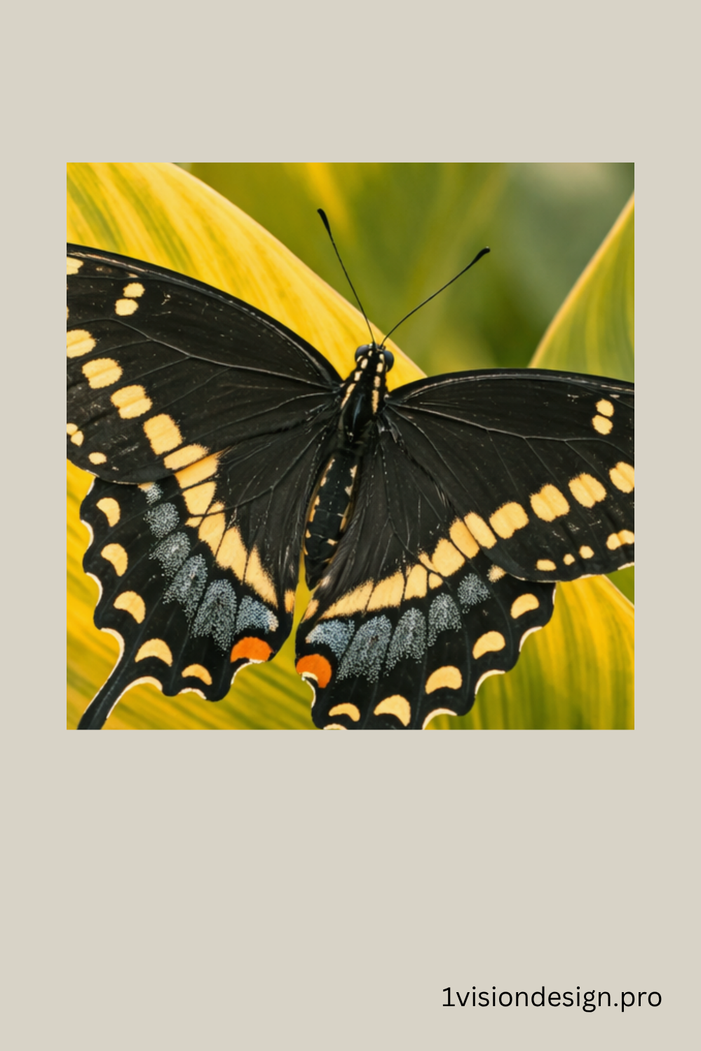 OVD_Butterfly_Detail_PIN_Black Swallowtail_1000x1500px.png.png