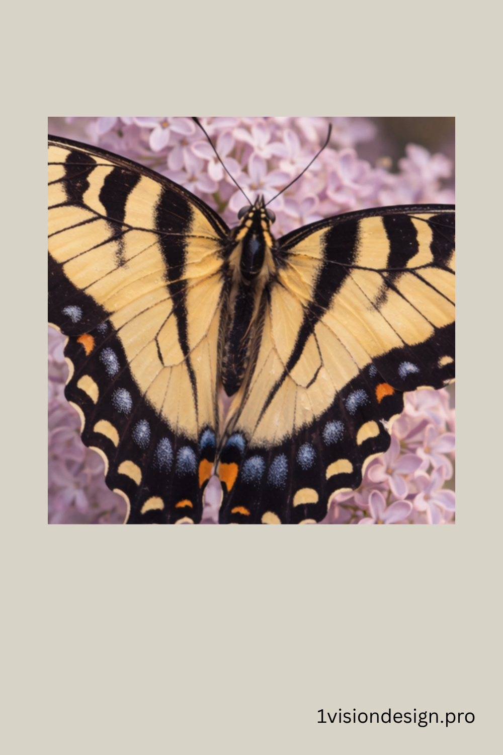 OVD_Butterfly_Detail_PIN_Tiger Swallowtail_1000x1500px.png.png