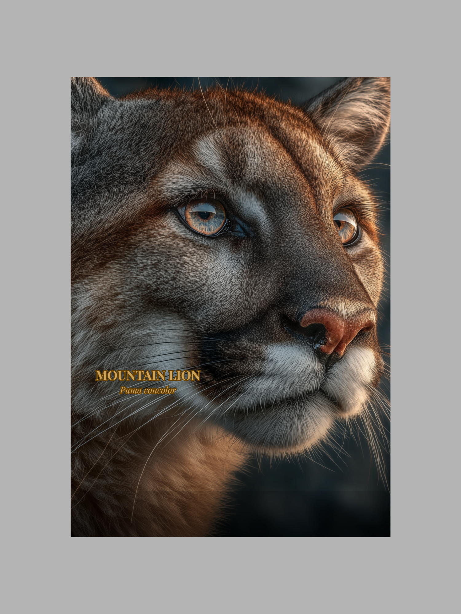 Mountain Lion