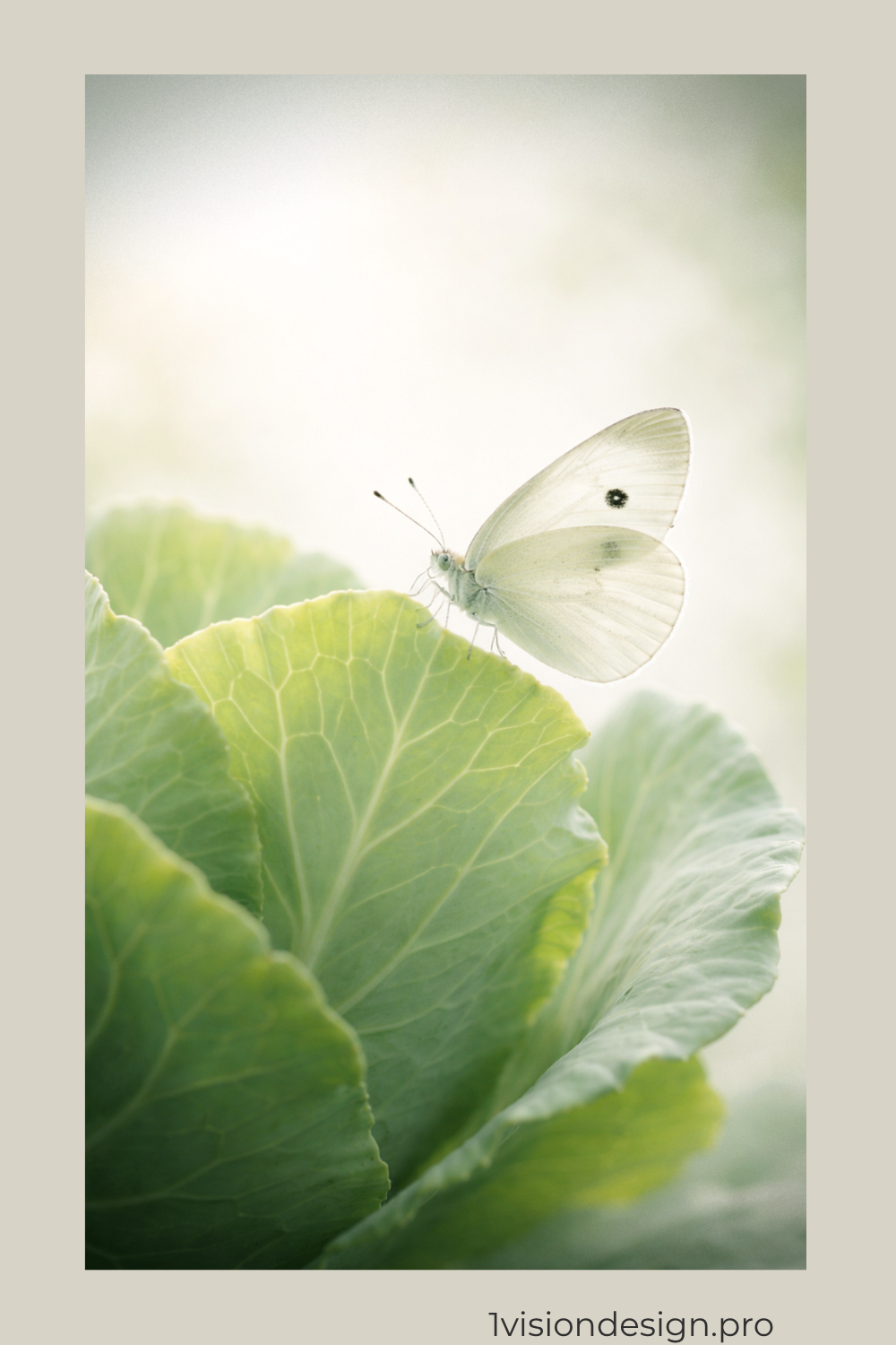 _OVD_Butterfly_Hero_pin_Cabbage White _1000x1500px.png.png