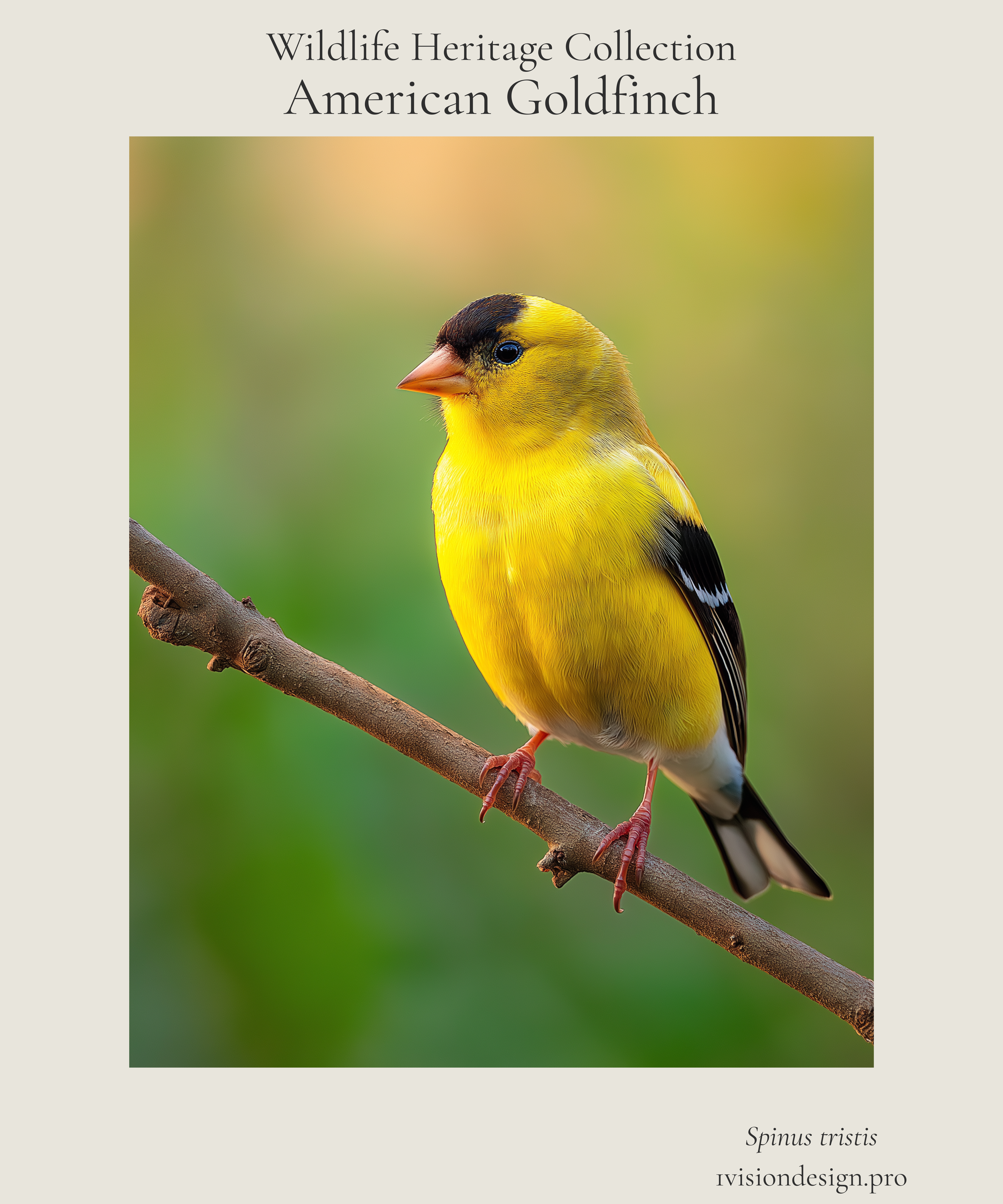 Copy of OVD_Wildlife Heritage_American Goldfinch_poster_4500x5400px.png.png