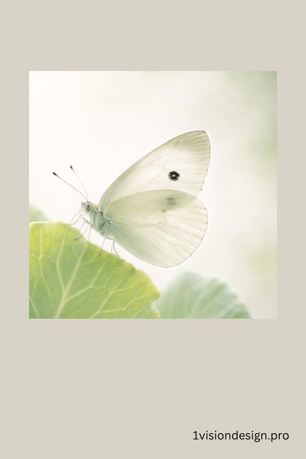_OVD_Butterfly_Detail_PIN_Cabbage White _1000x1500px.png.png