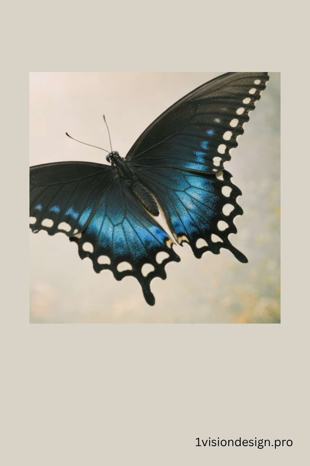 _OVD_Butterfly_Detail_PIN_Spicebush Swallowtail_1000x1500px.png.png