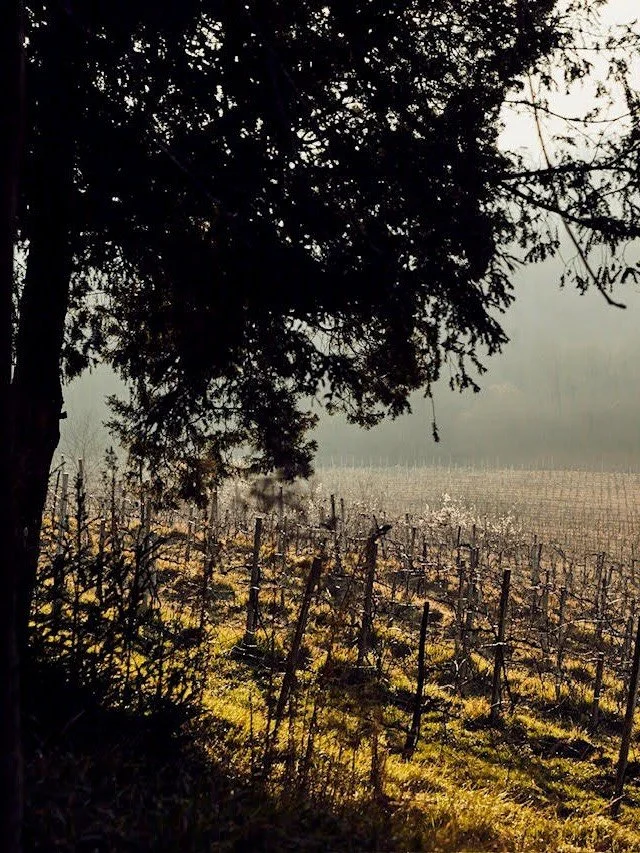 Join us for two unforgettable one-night-only wine dinner events featuring industry masters Bobby Stuckey and Doug Frost.  Tickers are in our bio! 

February 4 - Bobby Stuckey, Master Sommelier and co-owner of the celebrated Frasca Food and Wine, join