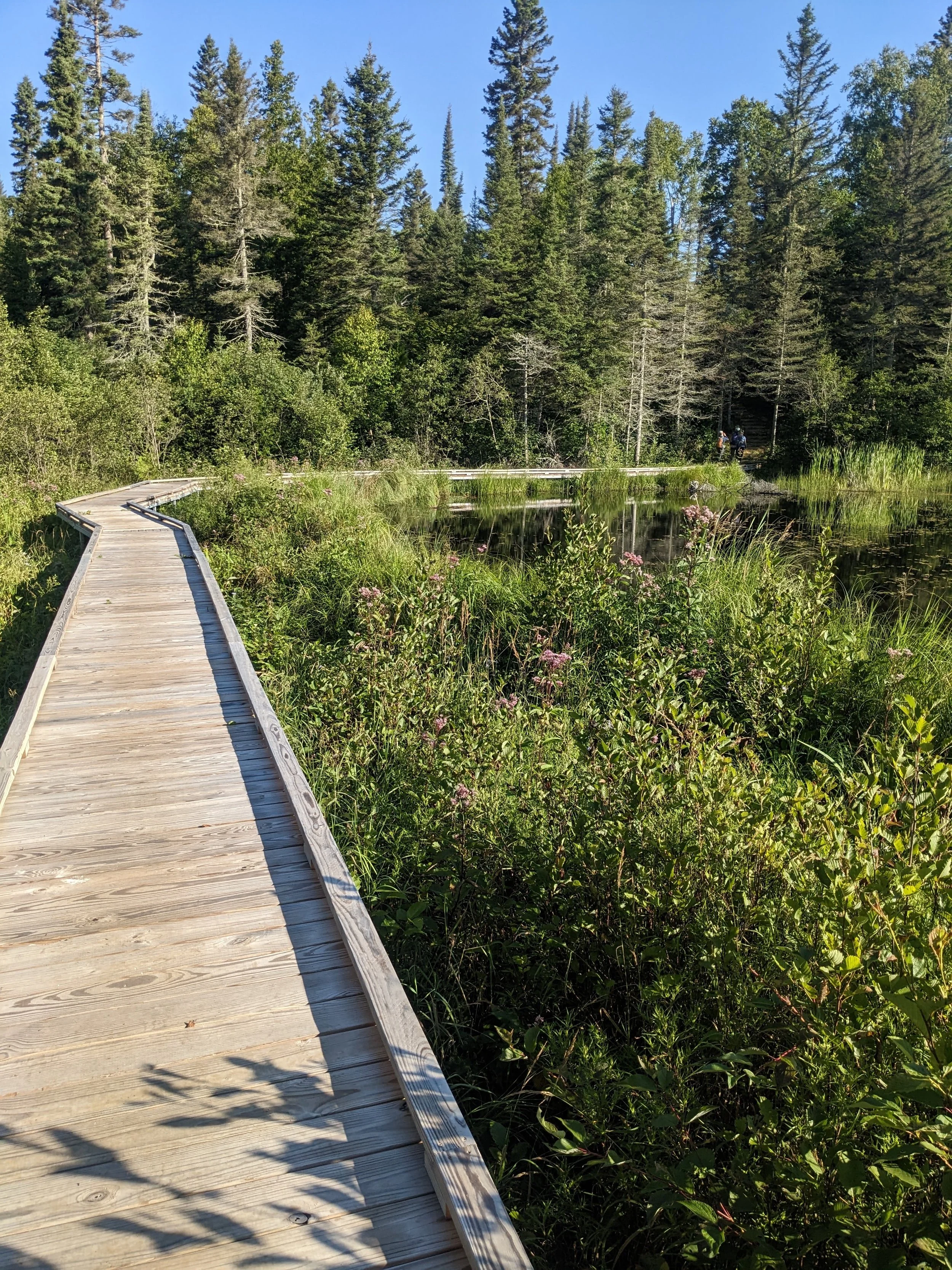 hiking superior hiking trail minnesota boardwalk over marshy lake Grand Marais area