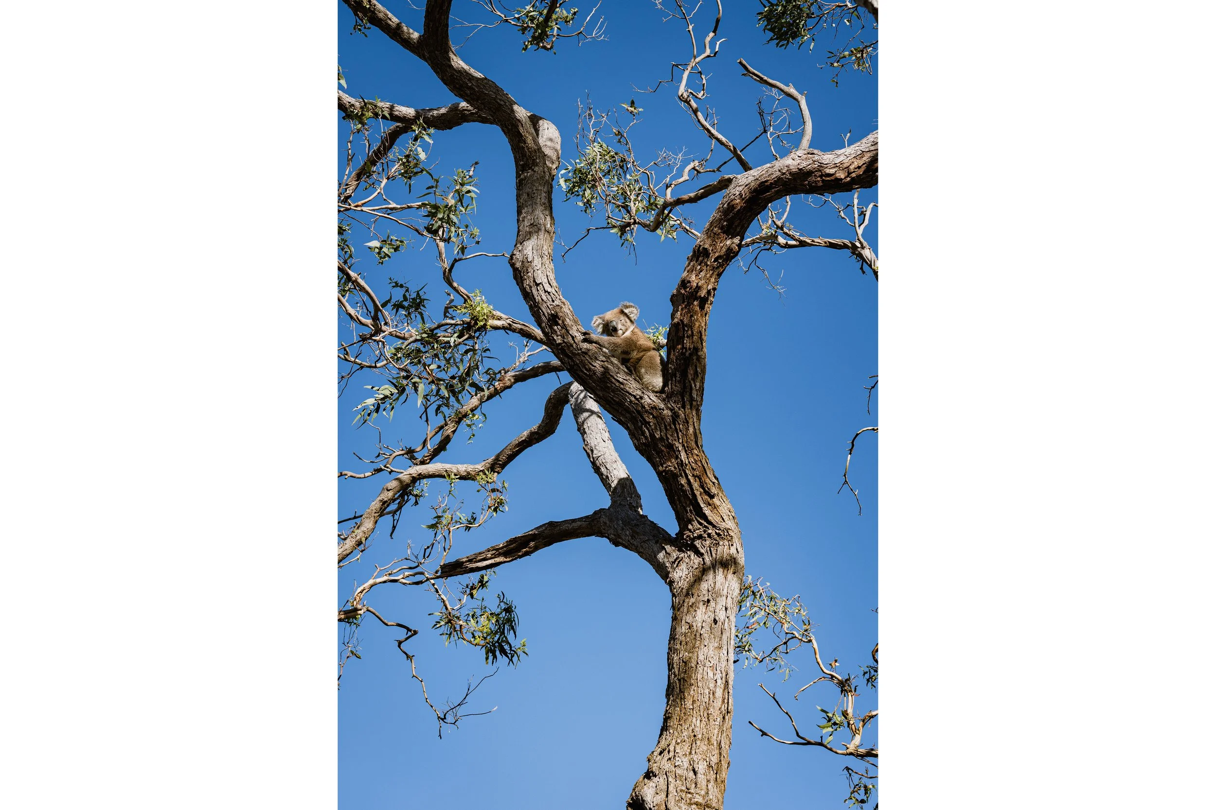 OE00033_Thumbnail.jpg