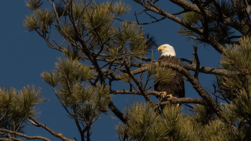 bald-eagle_26338816128_l.jpg