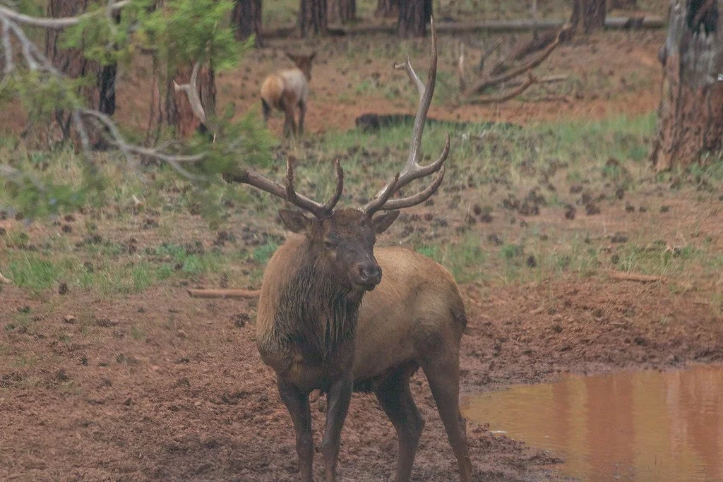 bull-elk-mud_53990631344_l.jpg