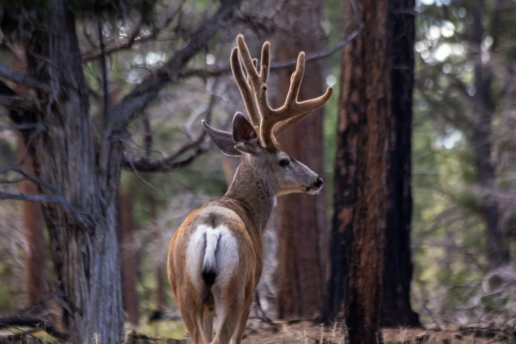 mule-deer-forest_53989420717_l.jpg