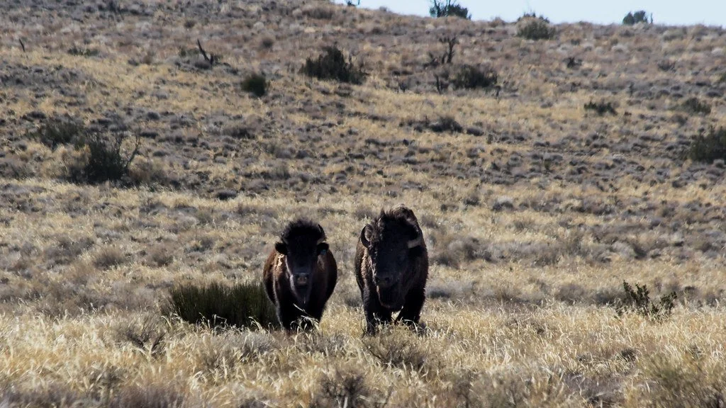 bison-pair_50663253622_l.jpg