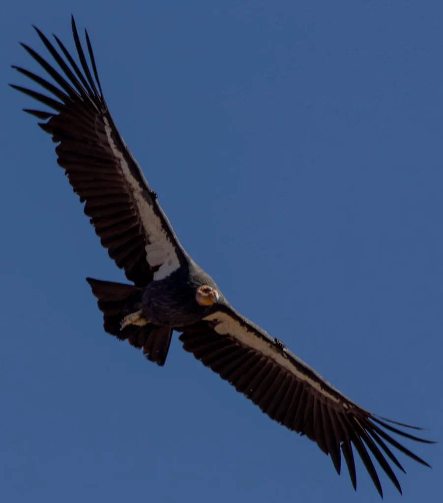 condor-wings_53990673829_l.jpg