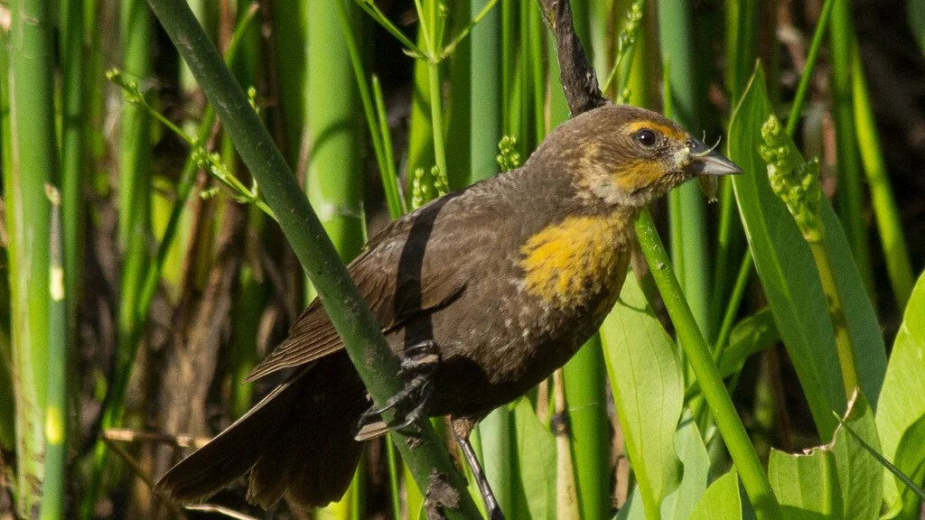 female-yellowheaded-blackbird-2_35973273675_l.jpg