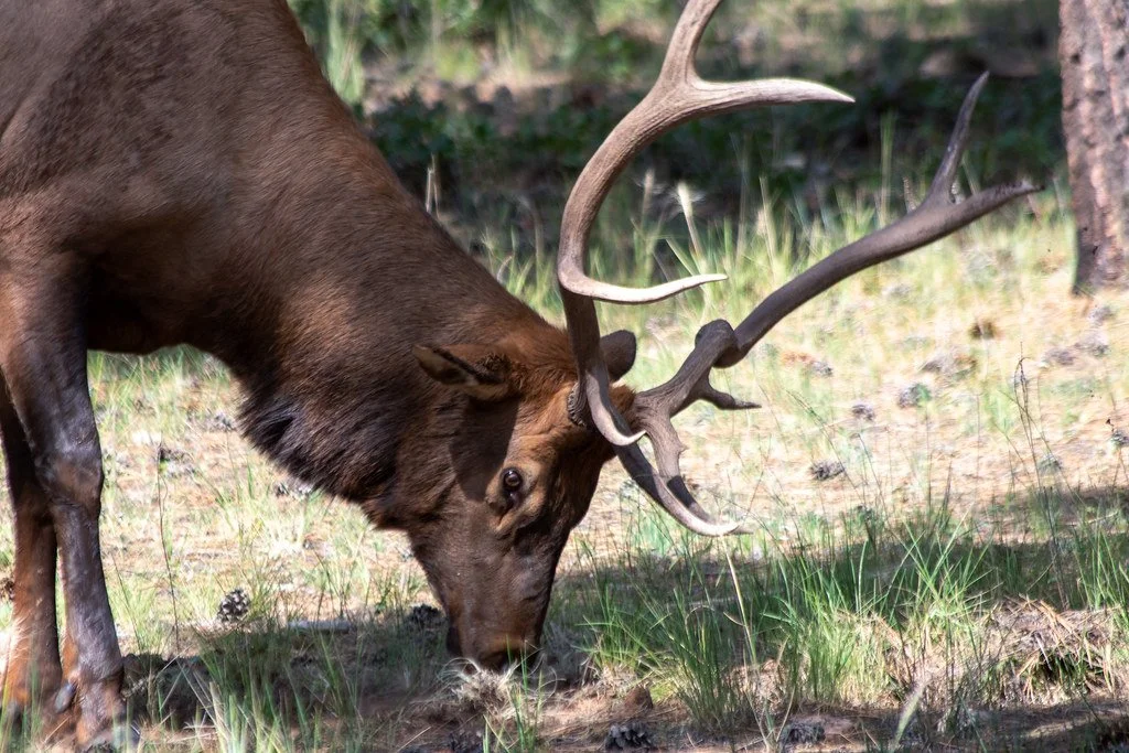 bull-elk-grazing_53989420912_l.jpg
