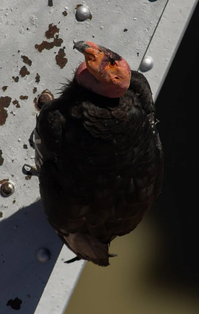 california-condor-v3_53948327785_l.jpg