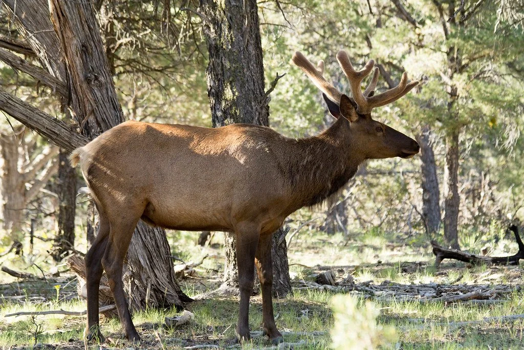 bull-elk-5_34867767936_l.jpg