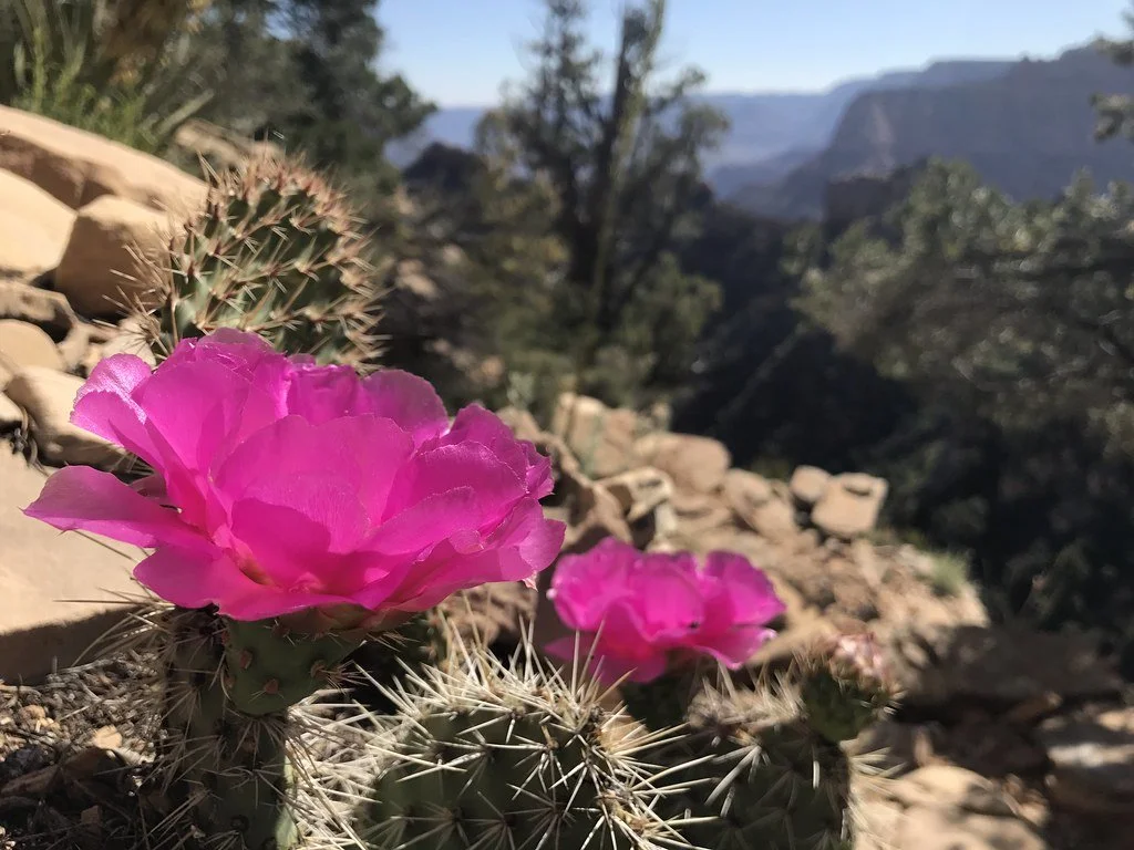 prickly-pear-bloom_34065428834_l.jpg
