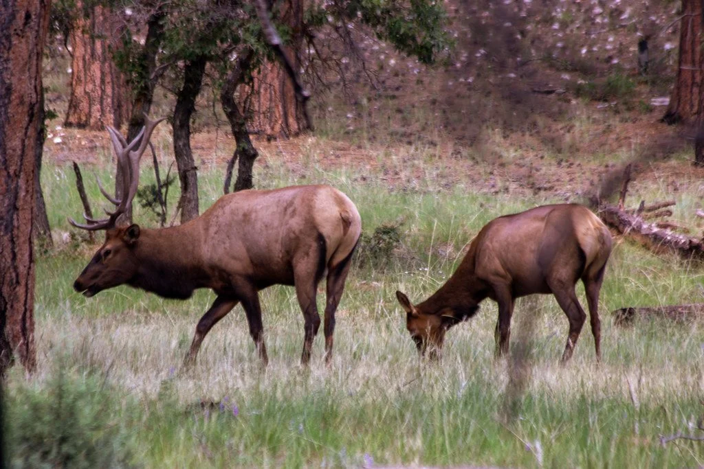 bull-and-cow-elk_53990631519_l.jpg