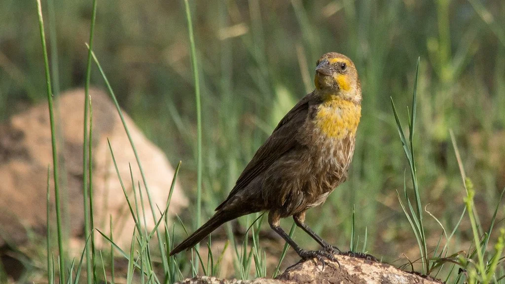 female-yellowheaded-blackbird-3_35163197133_l.jpg