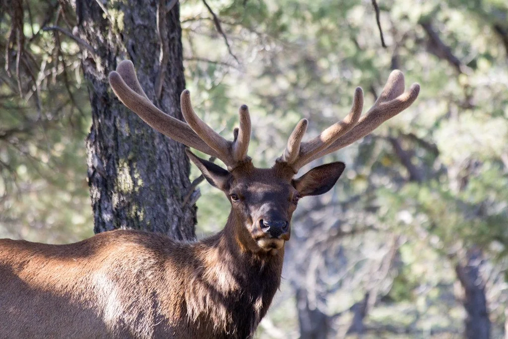 bull-elk-4_34521045740_l.jpg