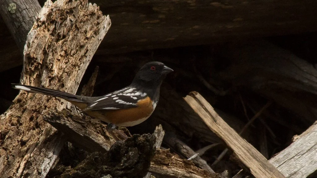 spotted-towhee_34154844231_l.jpg