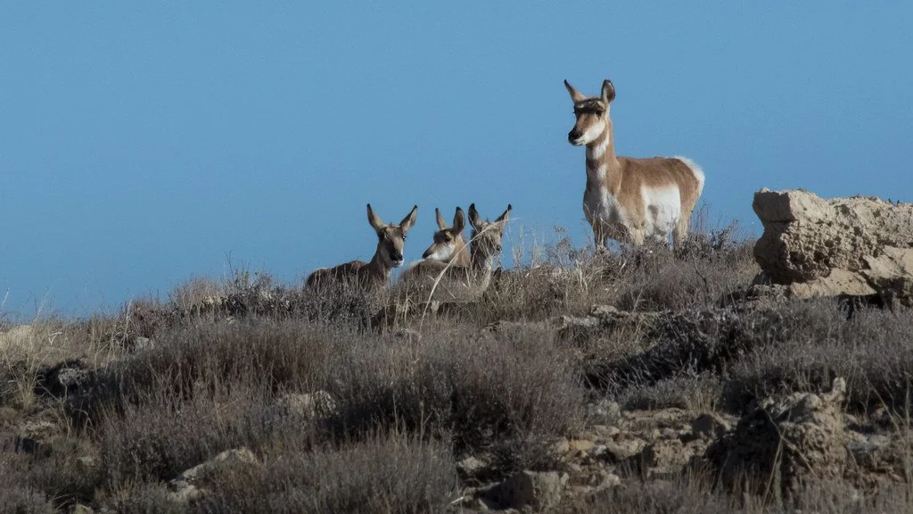 pronghorn-antelope_50658329746_l.jpg