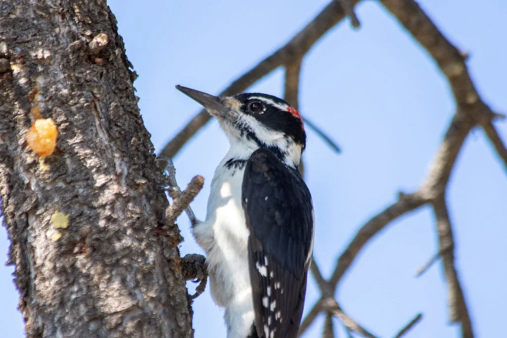 hairy-woodpecker_53990630604_l.jpg