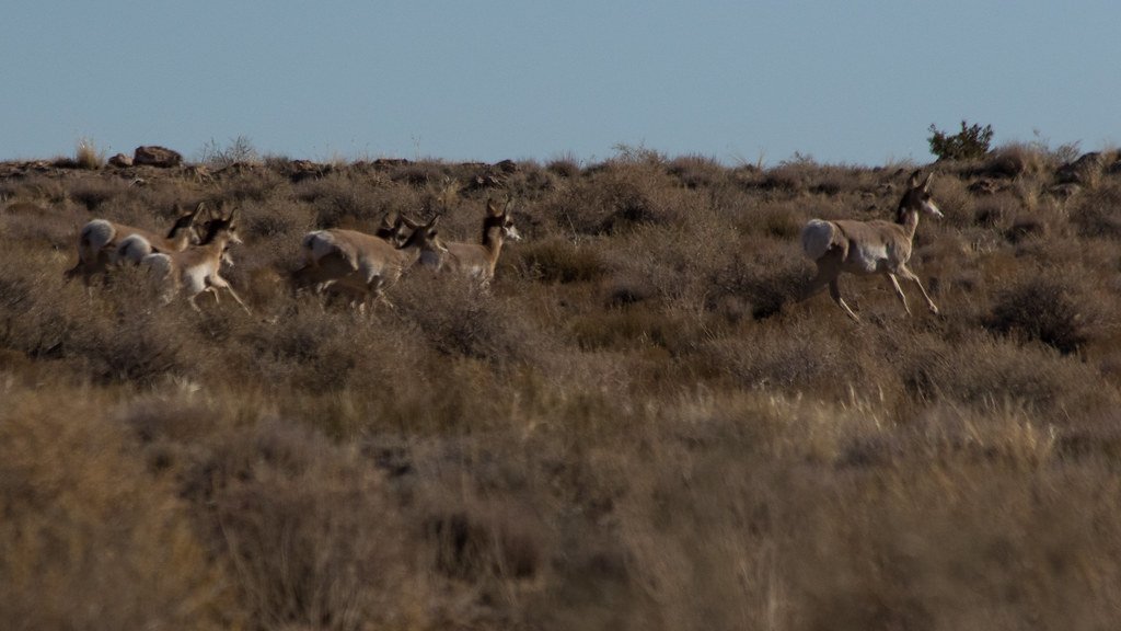pronghorn-on-the-move_50657594563_l.jpg