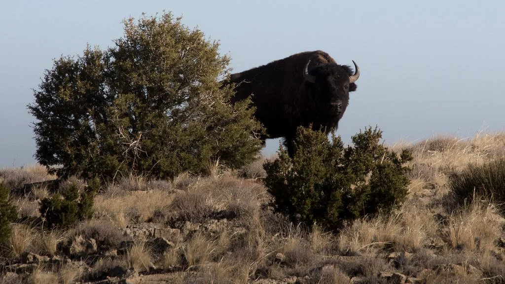 bison-in-brush_50658330606_l.jpg