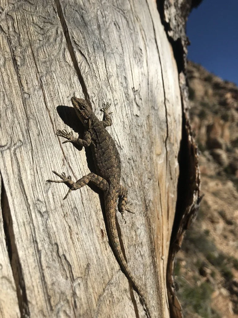 grand-canyon-tree-lizard_41621003944_l.jpg