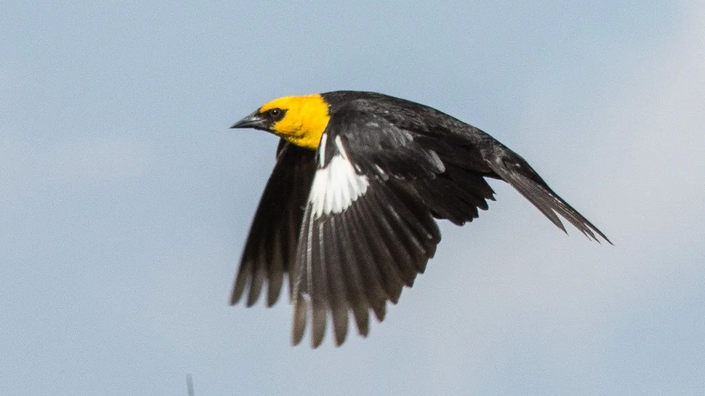 flying-yellow-headed-blackbird_35973271755_l.jpg