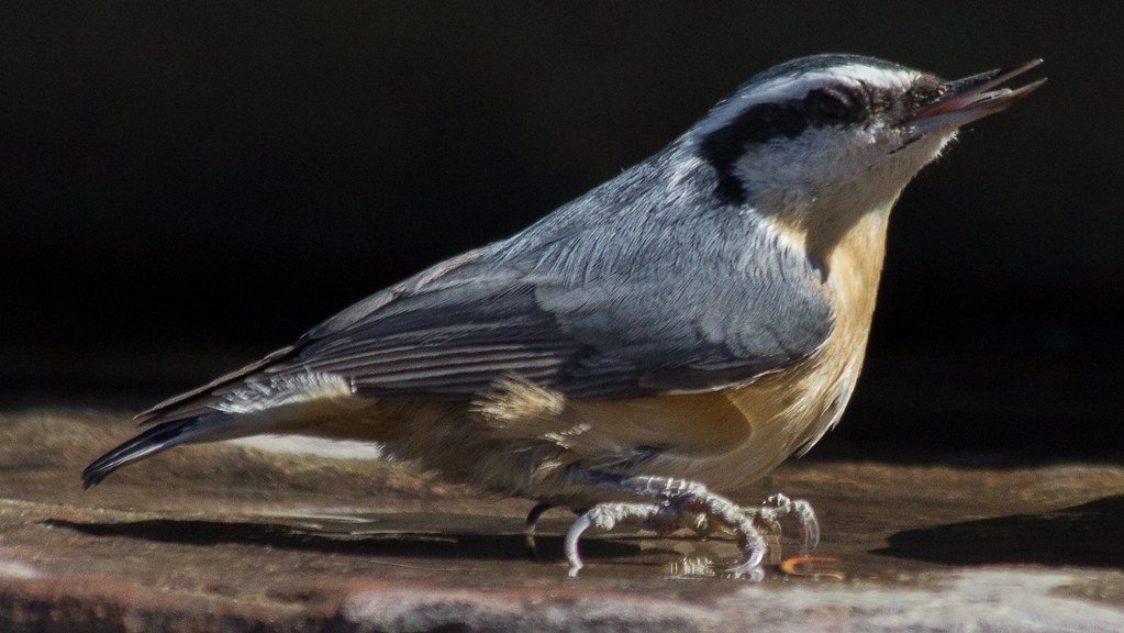 red-breasted-nuthatch-4_37606569846_l.jpg