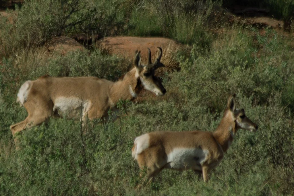 pronghorn-antelope_53990740770_l.jpg