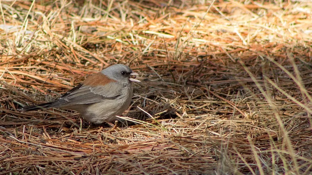 dark-eyed-junco_31404554936_l.jpg