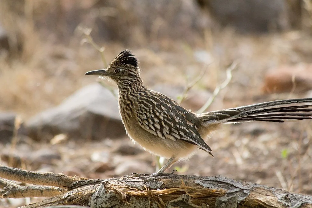 greater-roadrunner-2_38258050812_l.jpg