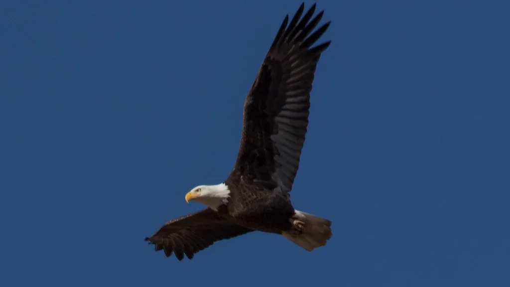 bald-eagle-flying_28448991539_l.jpg