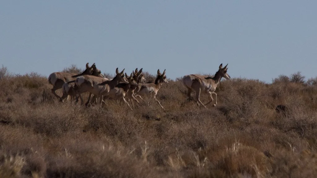 pronghorn-herd_50658329436_l.jpg
