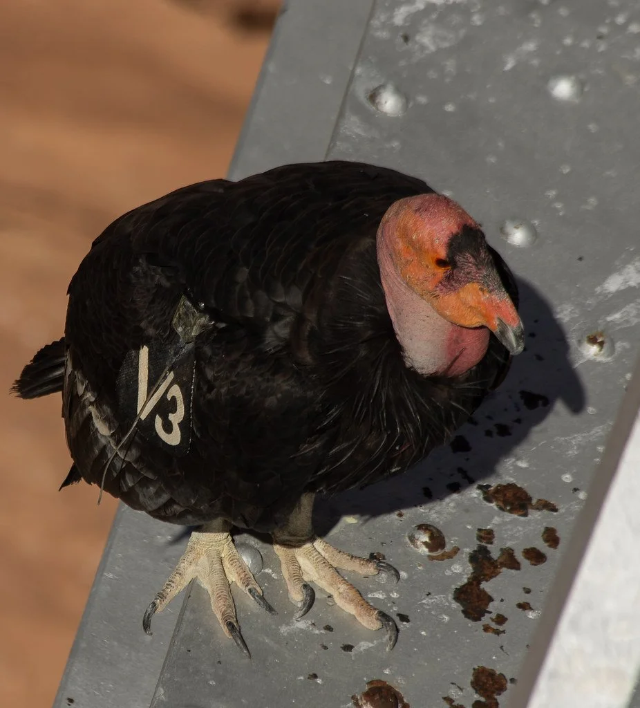 california-condor-v3_53946973947_l.jpg