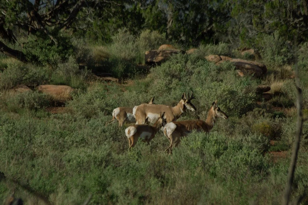 pronghorn-family_53990553453_l.jpg