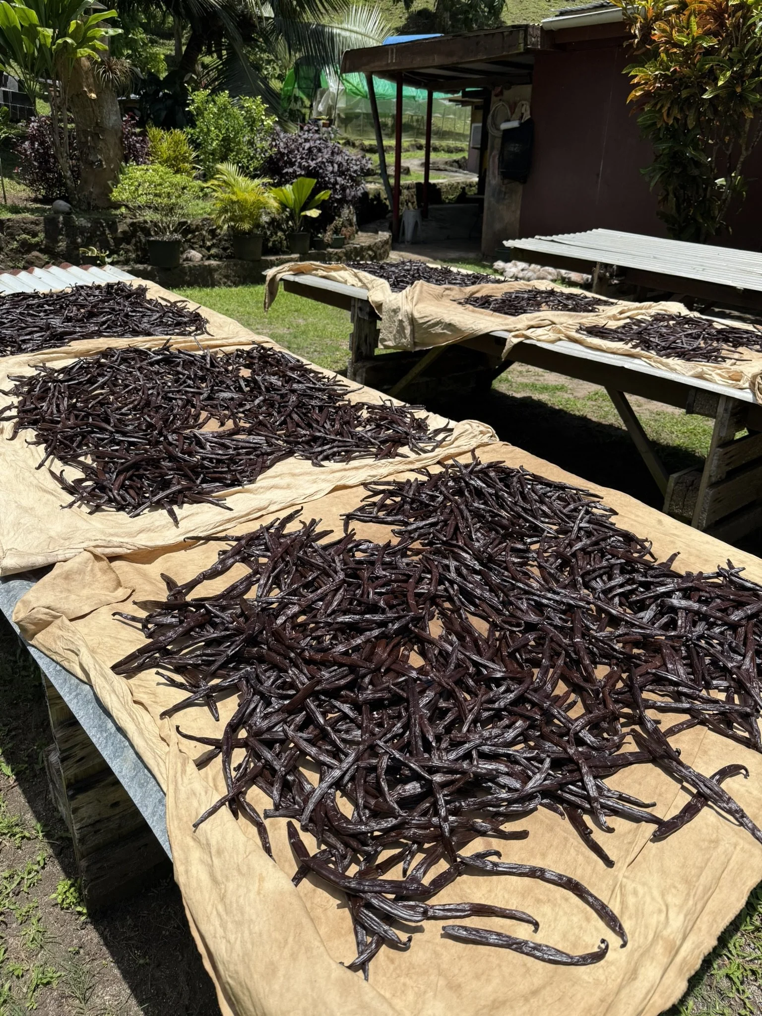 Vanilla beans drying on Taha’a during a custom French Polynesia travel experience