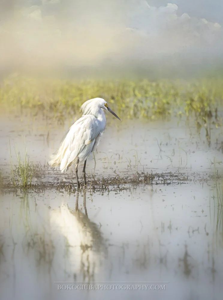 Grace in the Mist1.jpg