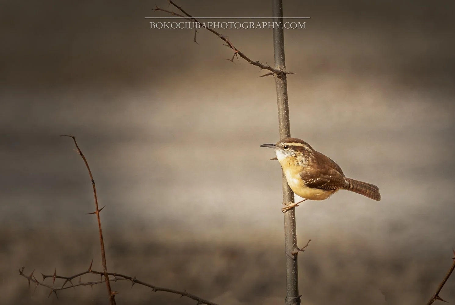 House Wren -Tiny body, BIG personality