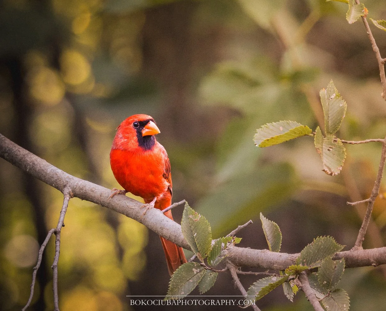 Red in the Morning.jpg