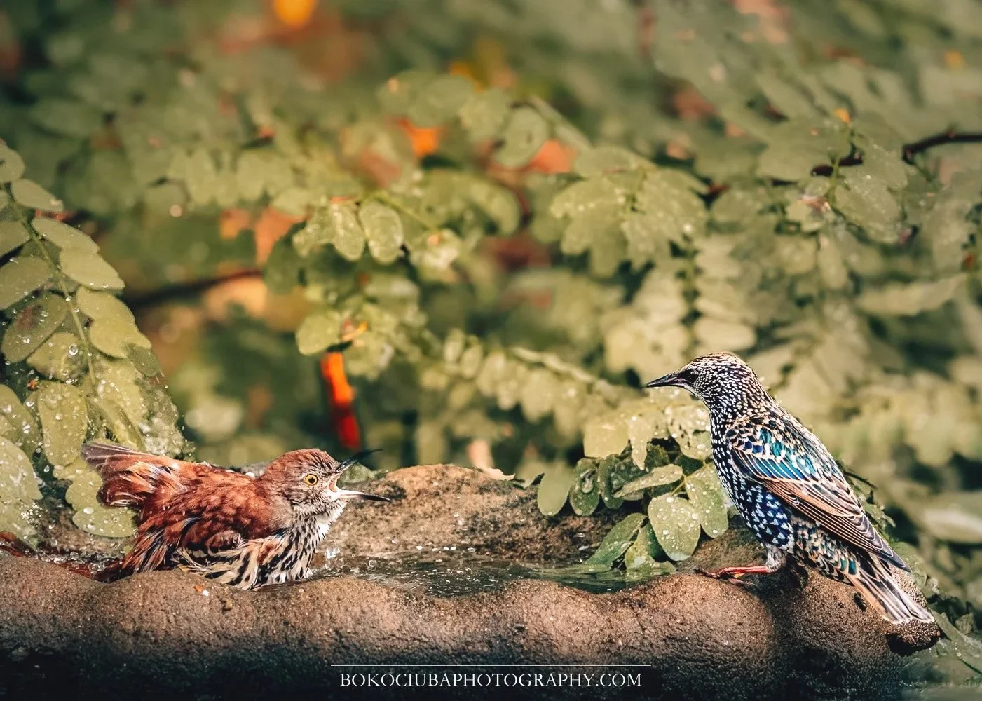 Bird+Politics.jpg