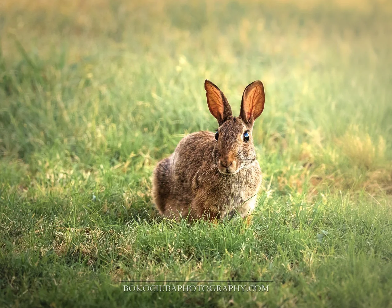 Peter Rabbit’s Cousin 