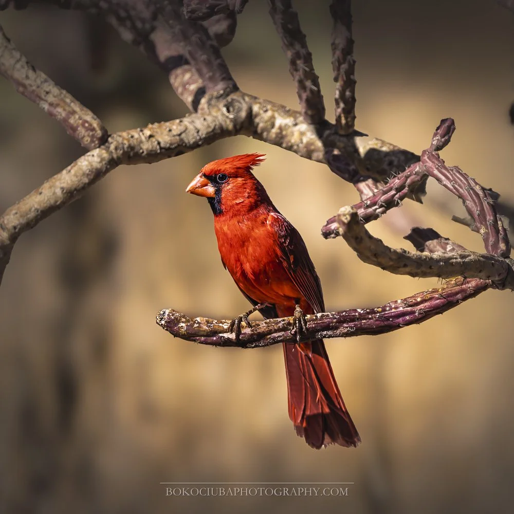 Perch Perfect-21.jpg