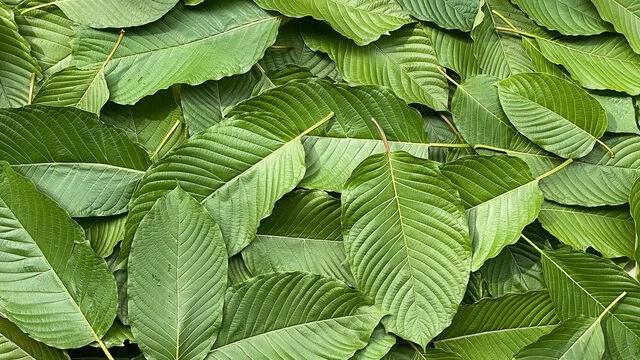 The Dangers of Kratom: What You Need to Know
