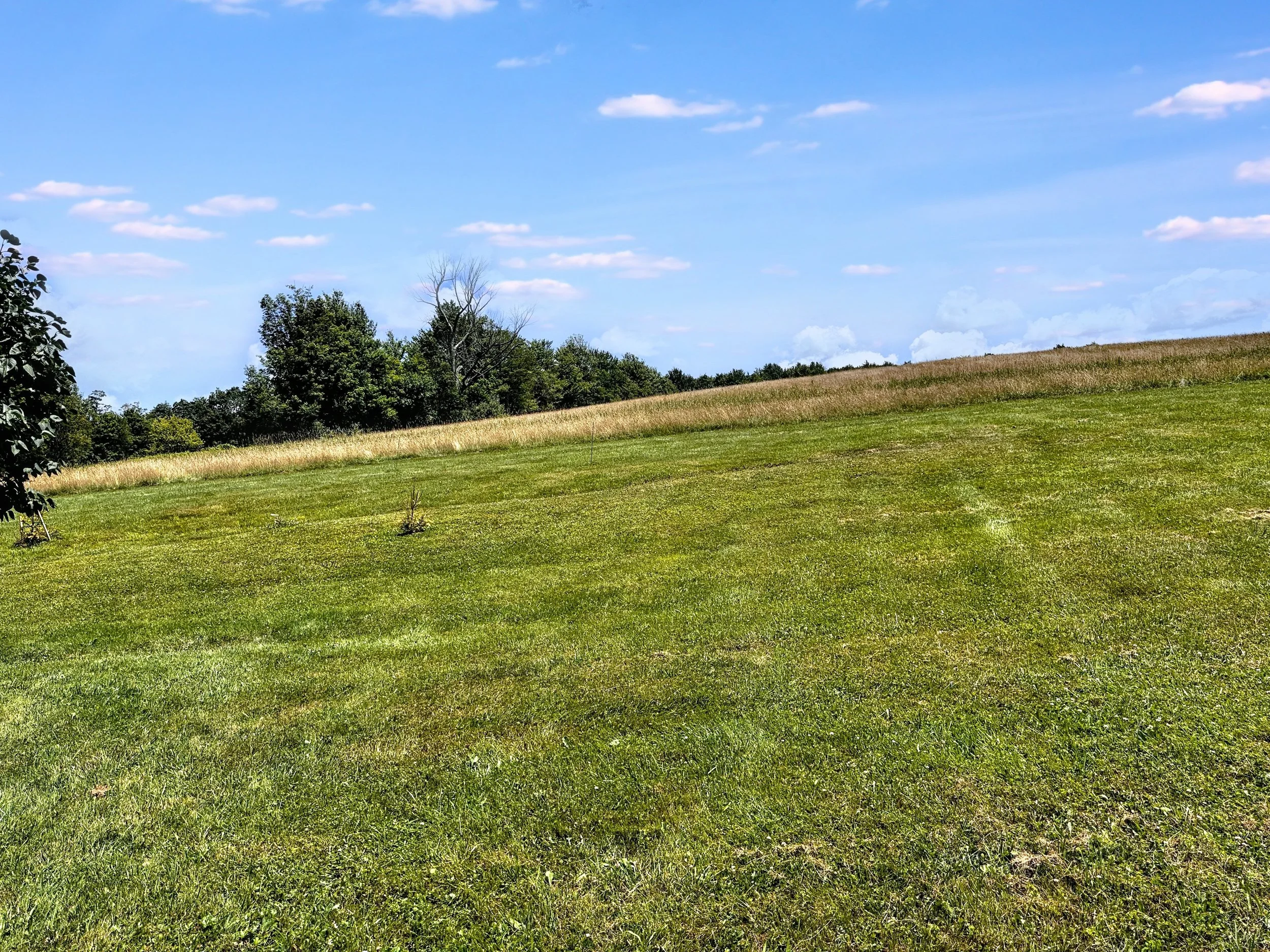 Open grassy field with trees in the background, a blue sky with scattered clouds.
