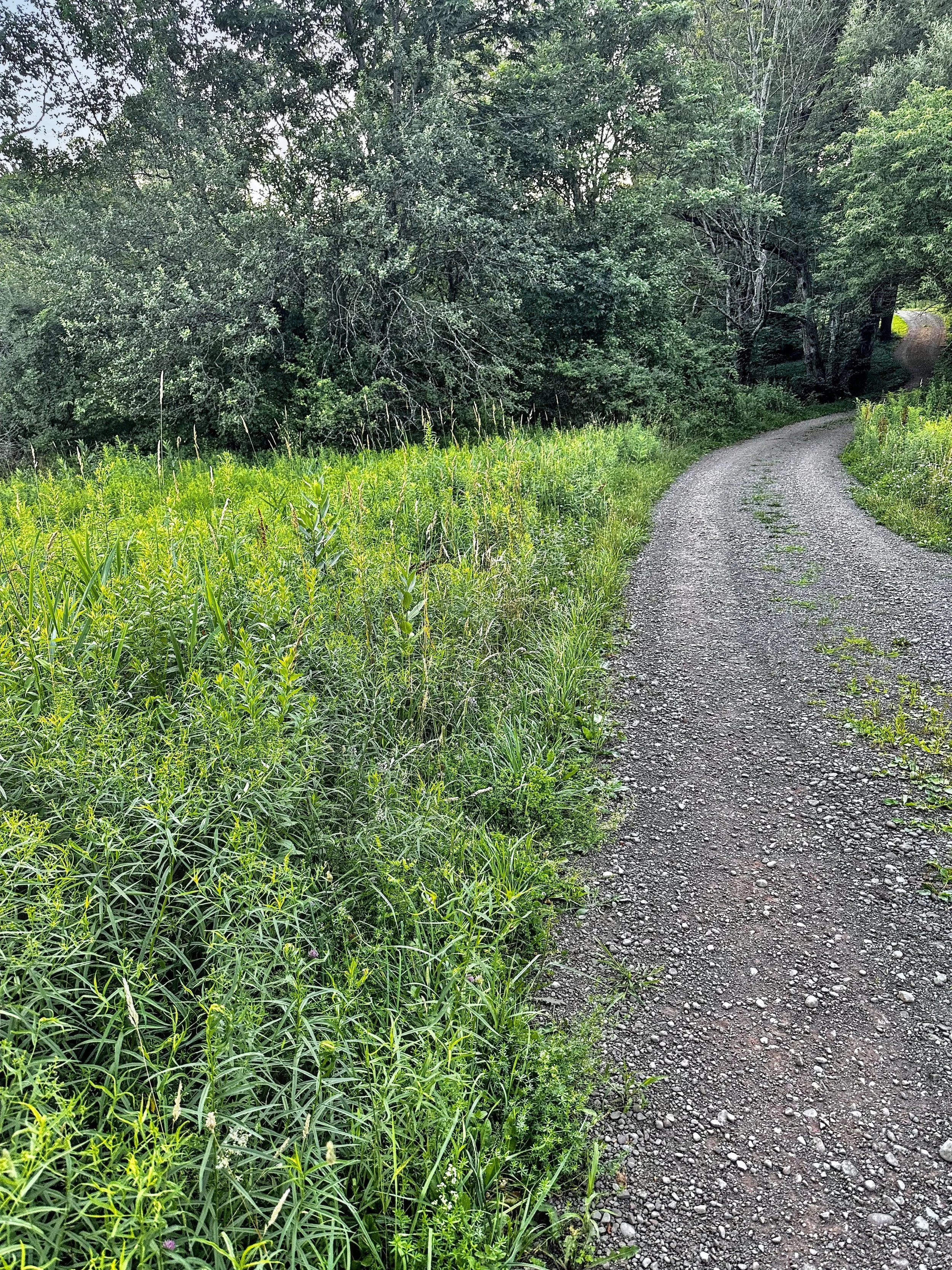 A gravel dirt road curves to the right through a lush green landscape with tall grass on the left and dense trees in the background.